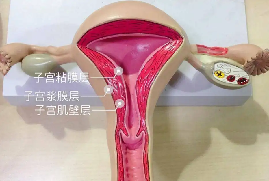 上海代怀医院官网,上海试管婴儿供卵助